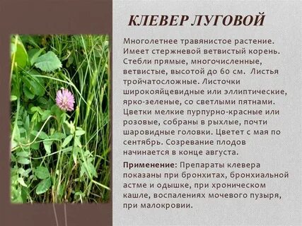 Особенности клевера лугового