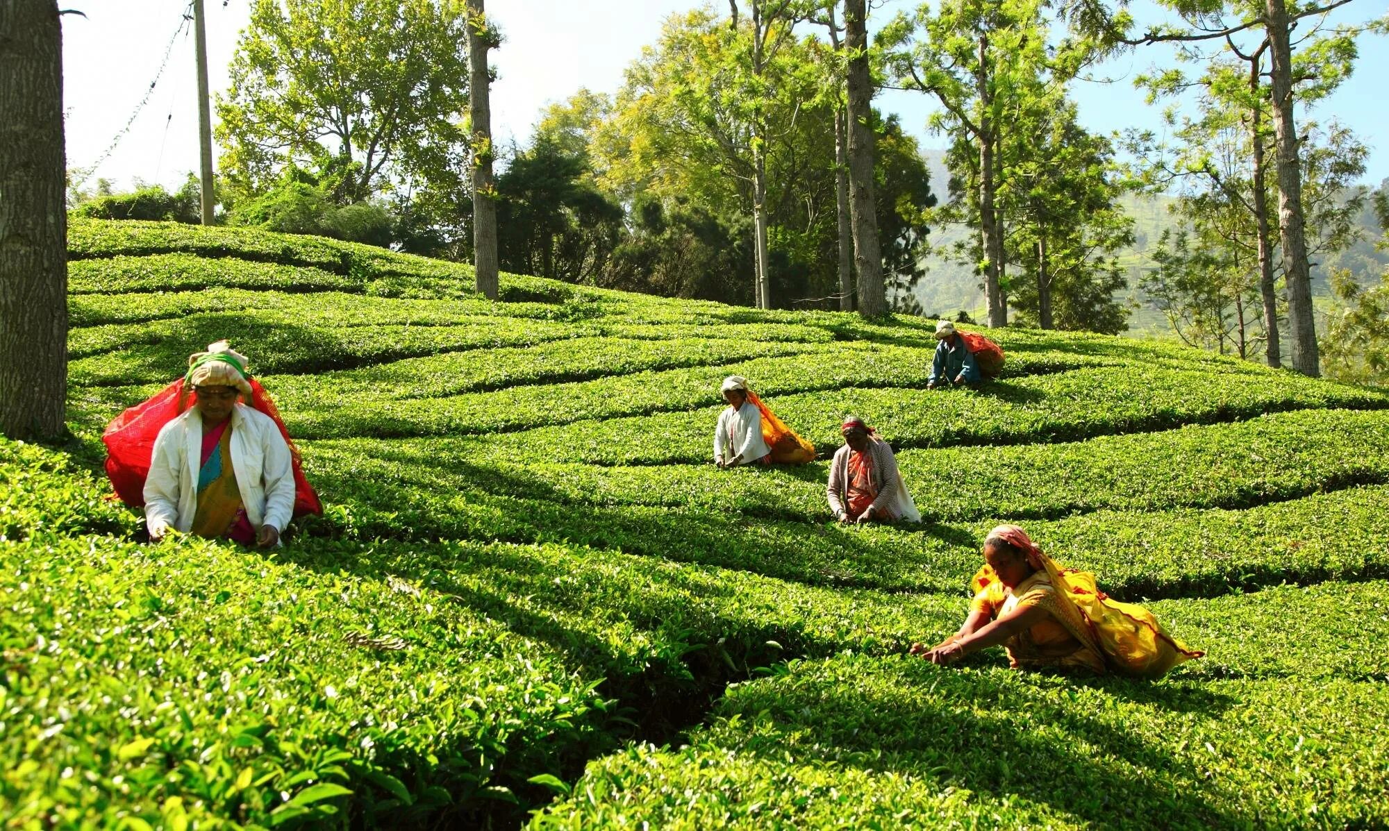Хозяйство шри ланки. Чайные плантации Шри Ланка 20 век. Kandy Tea Шри-Ланка. Шри Ланка чайные плантации.