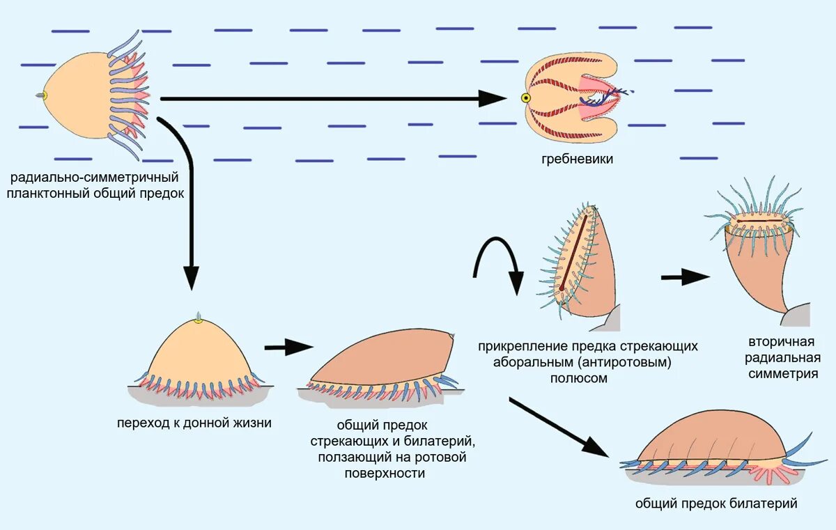Эволюция трехслойных животных. Книдоцит. Типы Билате́рии. Жизненный цикл стрекающих. Картинки почти современной системы билатерии.