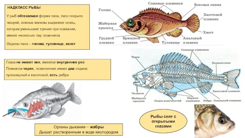 Какие рыбы имеют боковую линию. Надкласс рыбы форма тела. Железы рыб. Кожные железы у рыб. Отделы тела Надкласс рыбы.