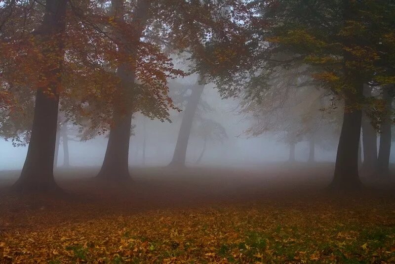туман осенью. осенний туман в глазах слушать. осенний туман в твоих глазах песня слушать. деревья в тумане занавеска. туманная арка.