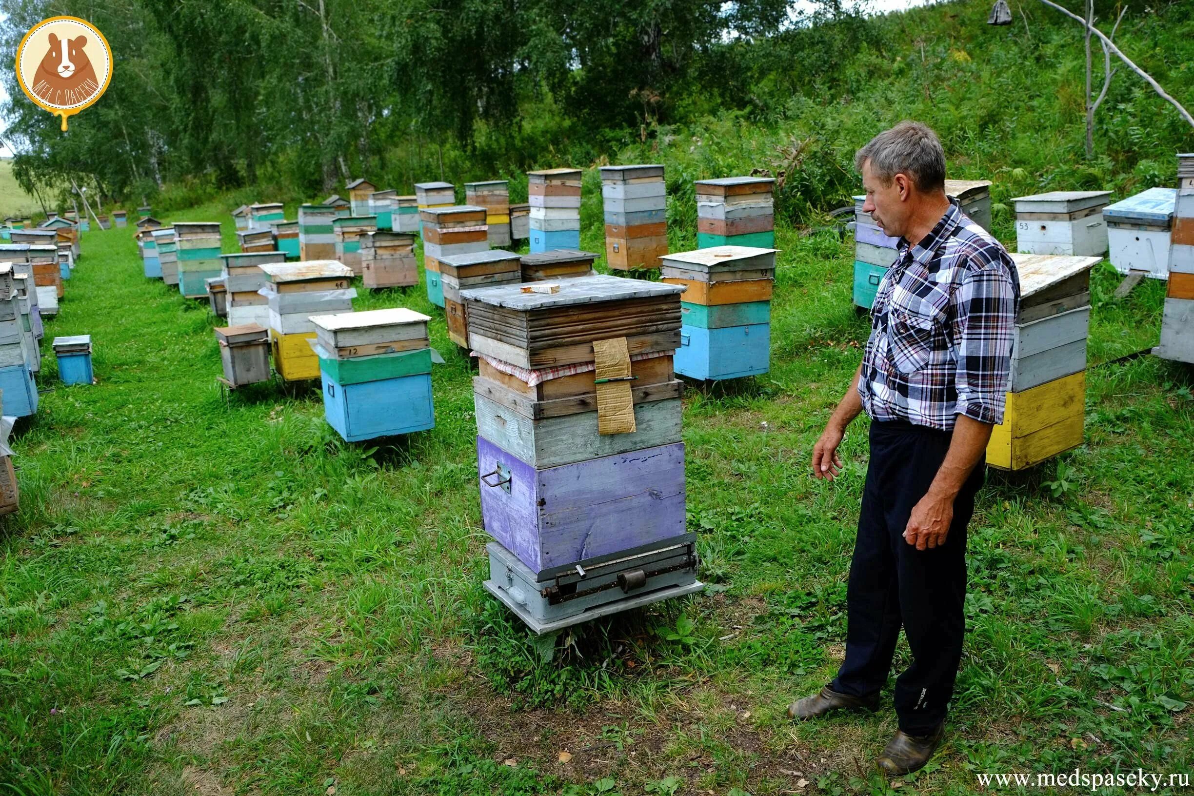 Несколько ульев