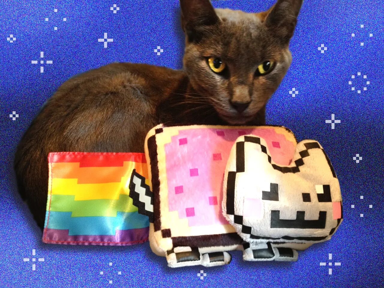 Фотка кэт нет. Нян Кэт. Кристофер Торес нянь кет. Nyan Cat фото.