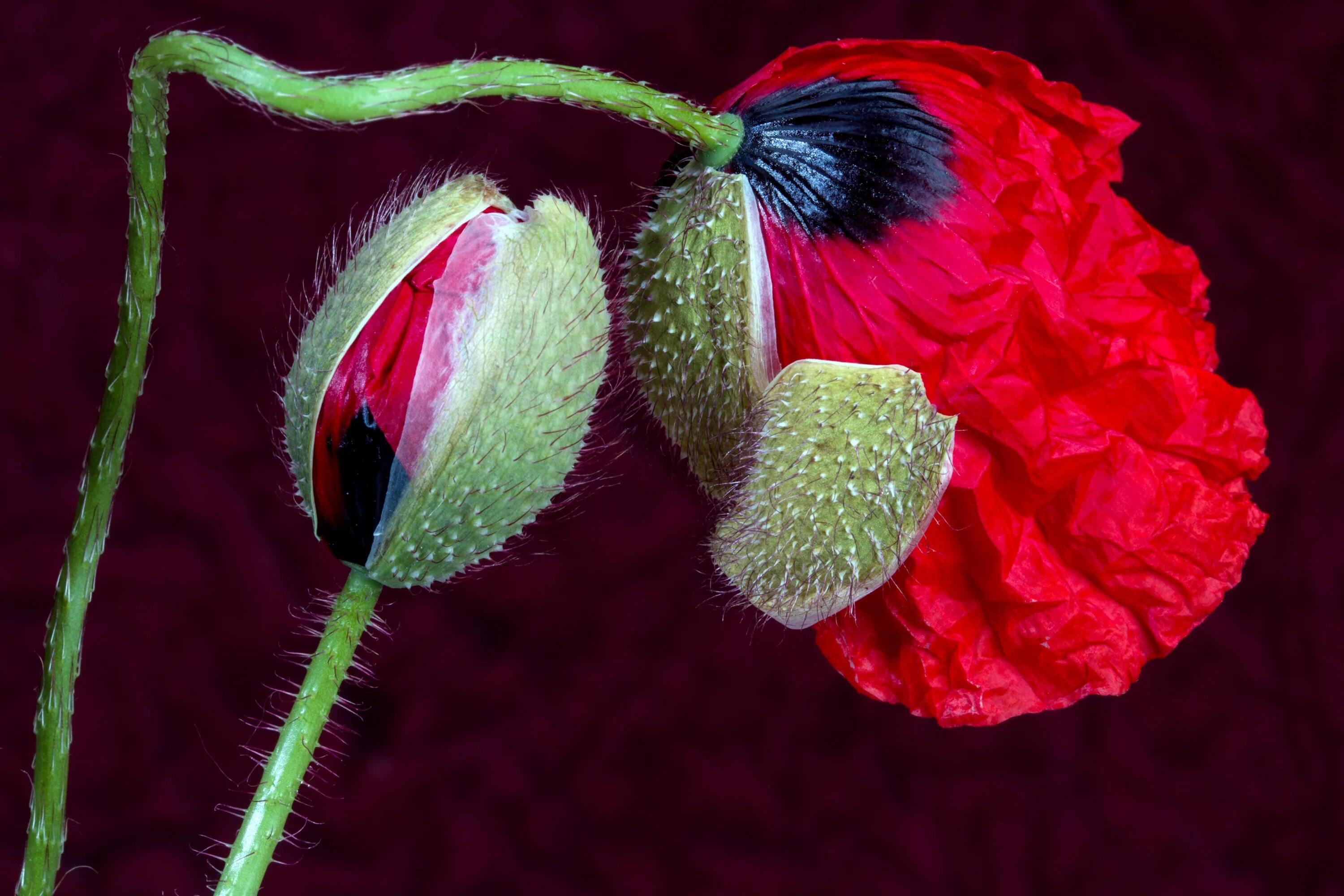 Poppy (Мак). Цветок Мак Поппи. Поппи Флауэр. Мак полевой бутоны.