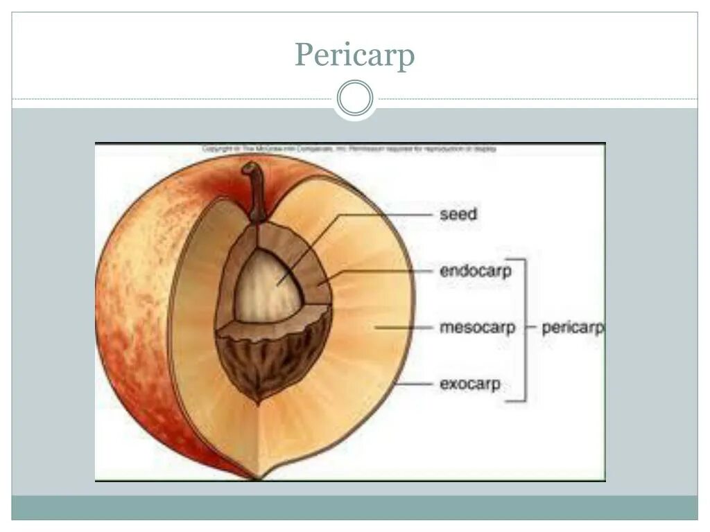 Плод костянка схема. Строение плода персика схема. Строение плода мезокарпий. Плод костянка строение. Структуры околоплодника персика