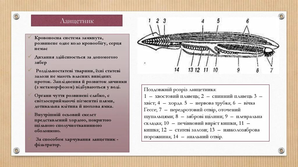 Класс рыбы ланцетники. Головной отдел ланцетника. Строение ланцетника. Особенности строения ланцетника. Ланцетник латынь.