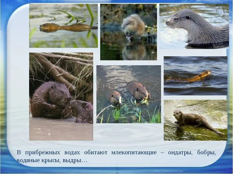 Животные живущие в озерах. Млекопитающие в пресной воде. Обитатели водоемов млекопитающие. Млекопитающие обитающие в пресных водоемах. Животные живущие возле воды.