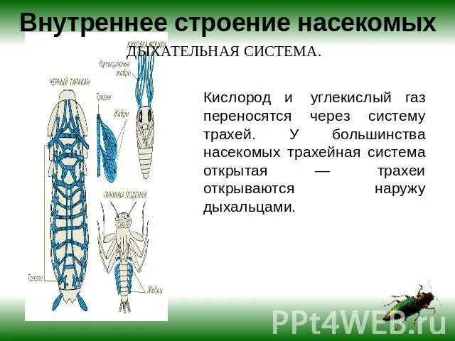 особенности строения дыхательной системы насекомых. особенности органов дыхания насекомых. дыхательная система органов насекомых. дыхательная система членистоногих насекомых. дыхательная система насекомых трахеи.