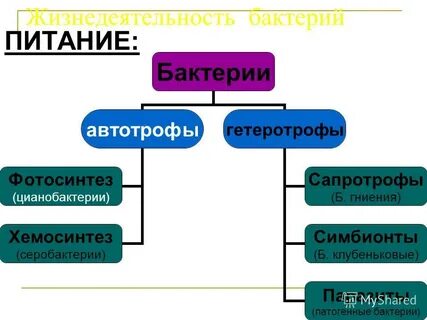 Каких организмах идет речь