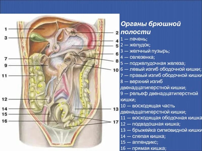 Расположение внутренних органов человека в брюшной. Анатомия человека строение брюшной полости. Анатомия человека органы брюшной полости женщины. Брюшная полость анатомия строение внутренних органов. Схема расположения органов человека в брюшной полости.