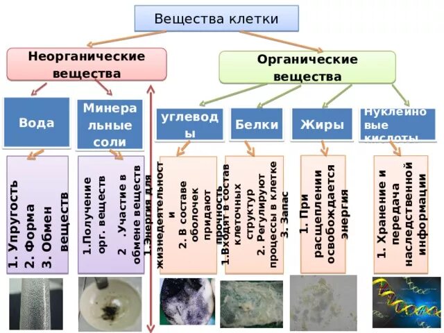 Неорганические живые клетки. Органические и неорганические вещества биология 5 класс таблица. Неорганические и органические вещества клетки строение и функции. Органические вещества клетки 5 класс биология. Химический состав клетки органические вещества таблица.