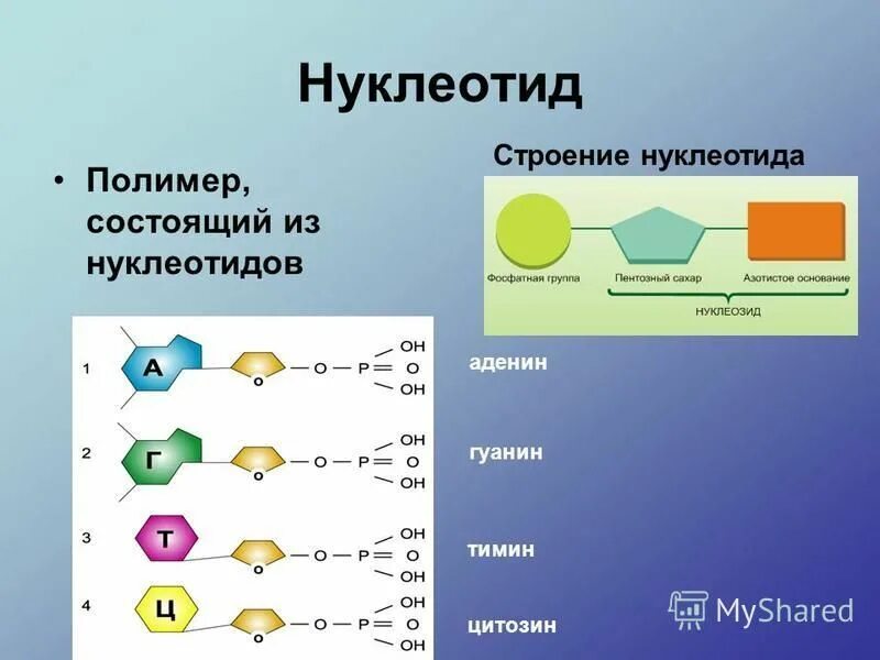 Состав нуклеотидов дезоксирибонуклеиновой кислоты днк. Состоит из 3 нуклеотидов. Из чего состоит 1 нуклеотид. Строение нуклеотида формула. Строение нуклеотида днк формула.