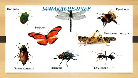 Догги стиліндегі жетілген түкті кискалардың фотосуреттері