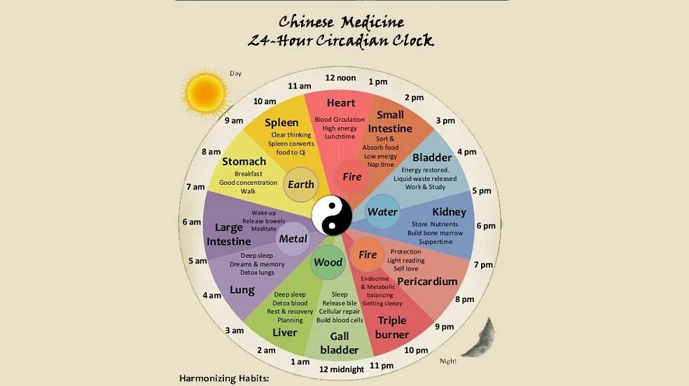 Суточные биоритмы человека по часам. Биологические часы организма человека по часам работы органов. Часы организма человека по часам работы органов. Биоритмы циркадные ритмы. Циркадные биоритмы человека.