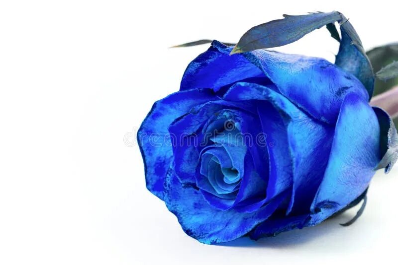Blue rose. Синие розы на прозрачном фоне. Blue rose. Песни blue rose. Песни blue rose.