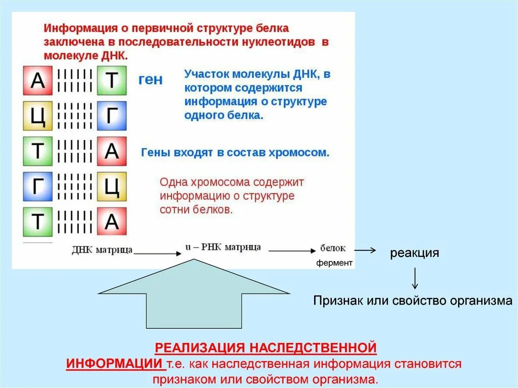 Ген содержит информацию о структуре. Содержит информацию о первичной структуре белка. хранение информации о первичной структуре белка. участок днк содержащий информацию о первичной структуре одного белка. содержит информацию о первичной структуре белка какая рнк.