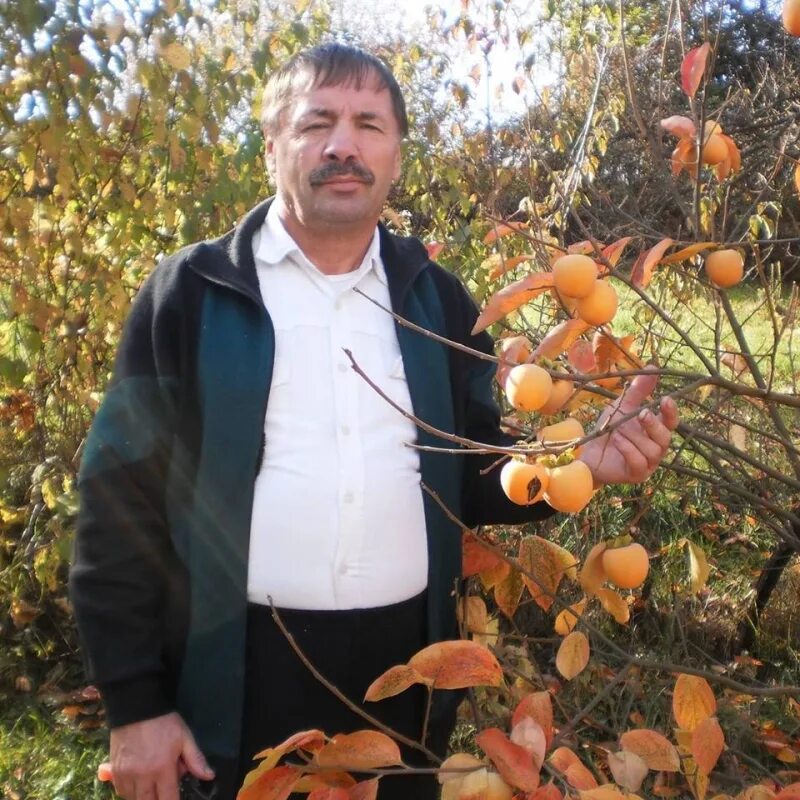 Посадка хурмы в открытый грунт. Хурма посадка. Деревянка в.н., из новой Каховки, селекционер хурмы. Выращивание хурмы в КБР. Выращивание хурмы в Волгоградской области.