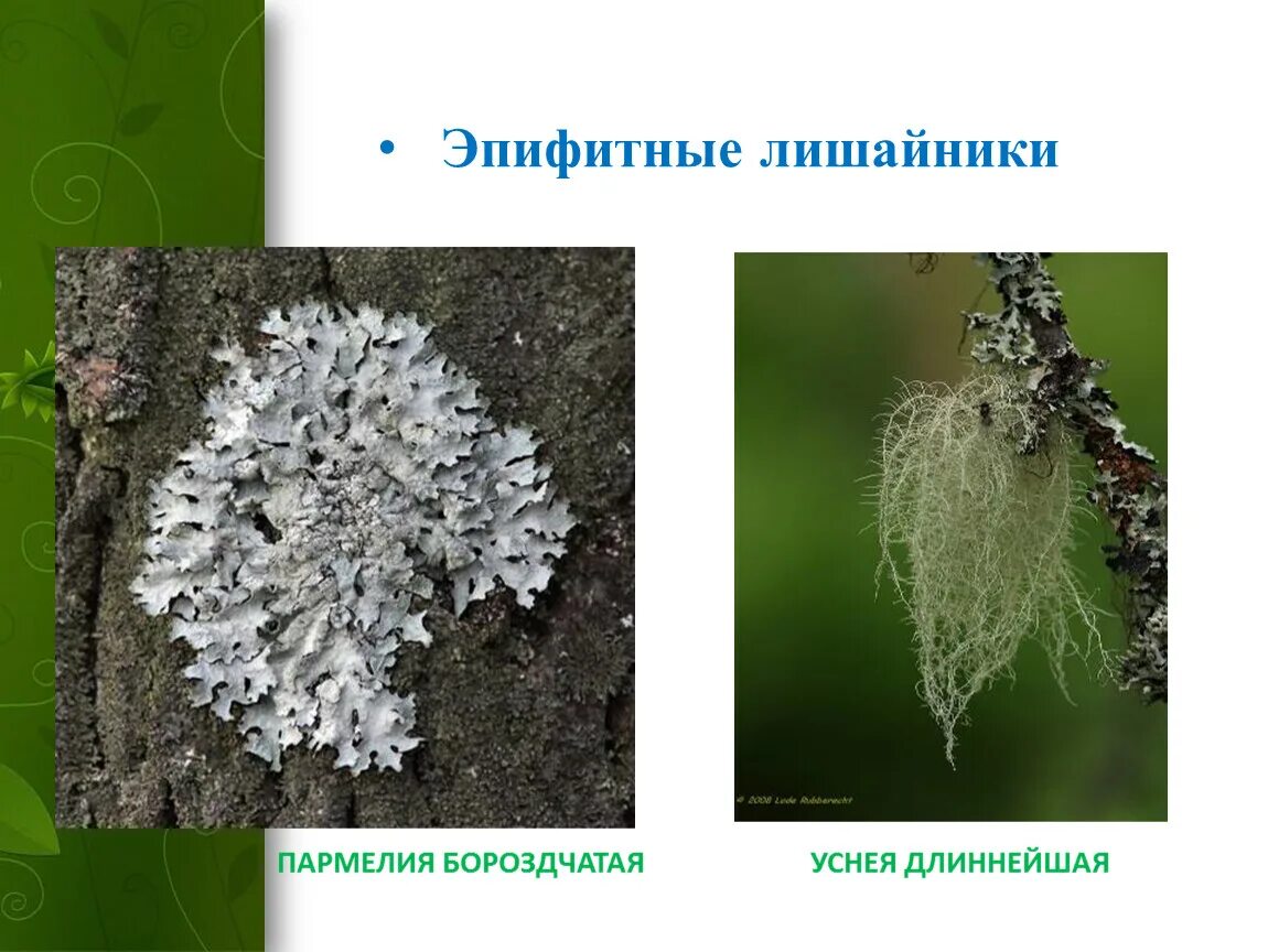 Эпифитный лишайник это. Пармелия бороздчатая. Уснея бородатая. Лишайники эпифиты на деревьях. Лишайники эпифиты.