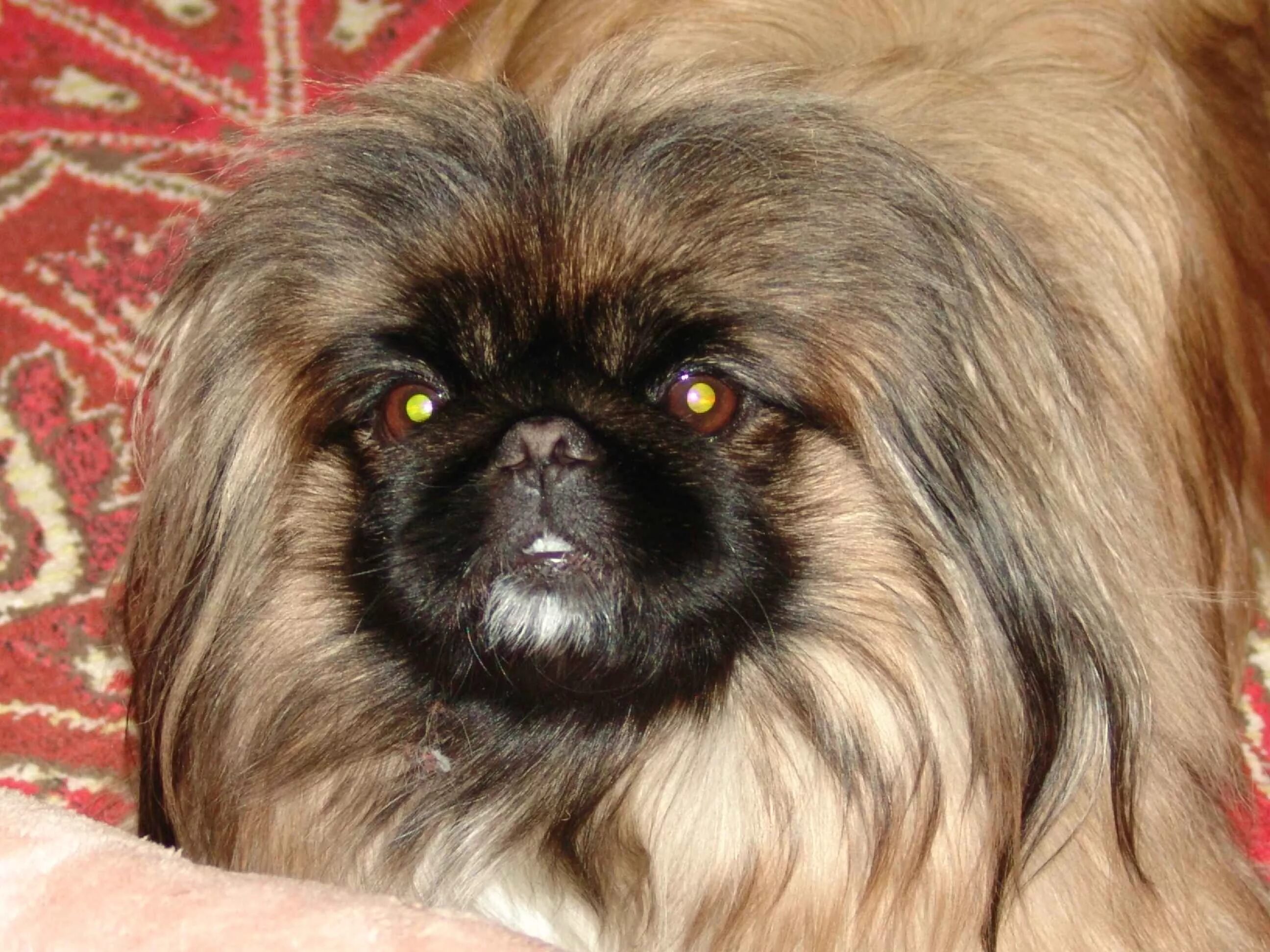 порода собак 7 букв вторая е. пекинес тайфун. песик 7 букв. хендай пойнтер. кроссворд по породам собак.