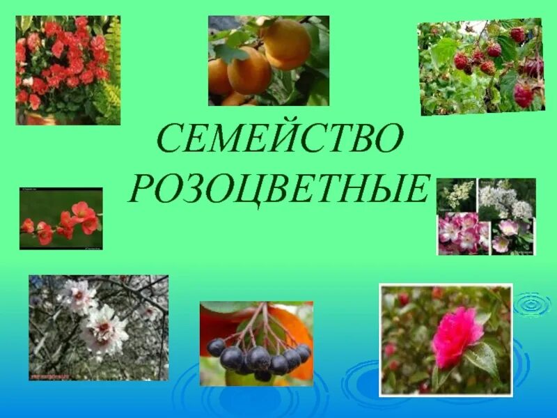 Класс розоцветных растений 6 класс. Класс двудольные семейство розоцветные 6 класс. проект по биологии семейство розоцветные. виды розоцветных. розоцветные презентация.
