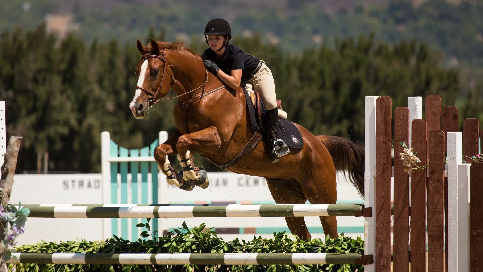 Sports horse. Лошади. Конкур. Конный спорт.. Жокей конный спорт. Конкур конный спорт.