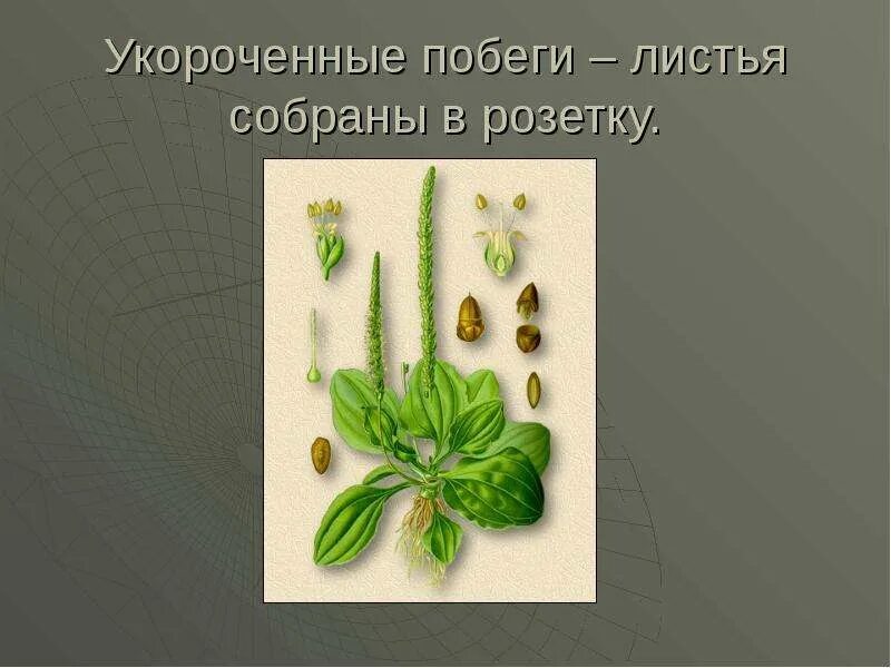 Побег лист тест. Розеточные побеги. розеточные побеги примеры. укороченный побег. строение розеточного побега.