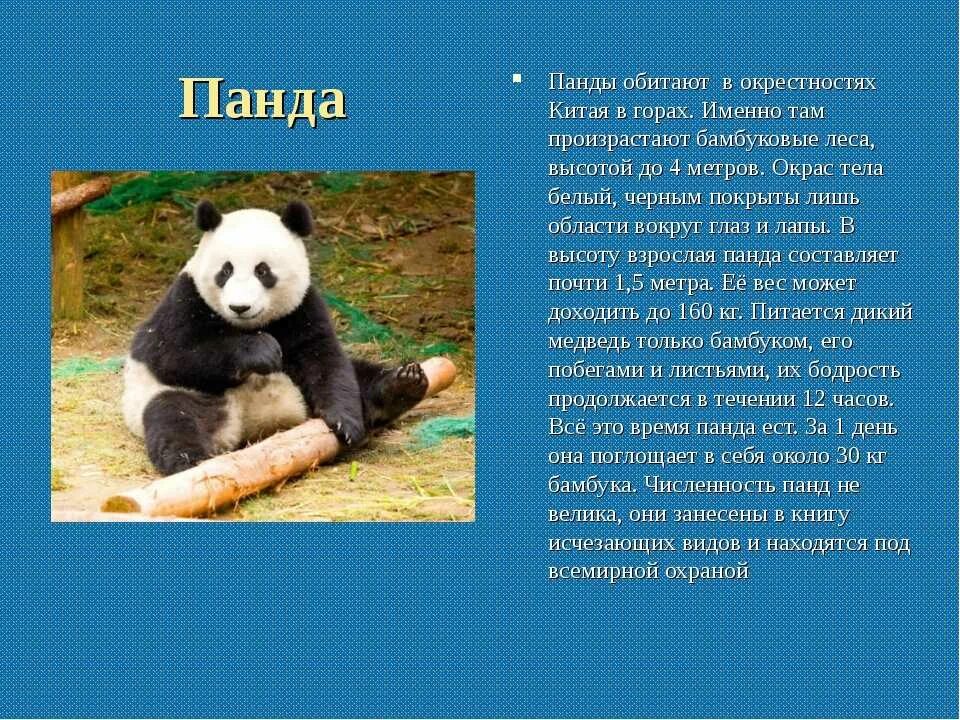 Доклад про панду. Панда доклад 1 класс. Доклад о большой панде. Сообщение про большую панду.