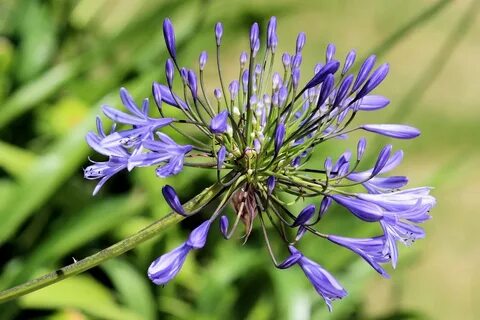 Chicory a colorful