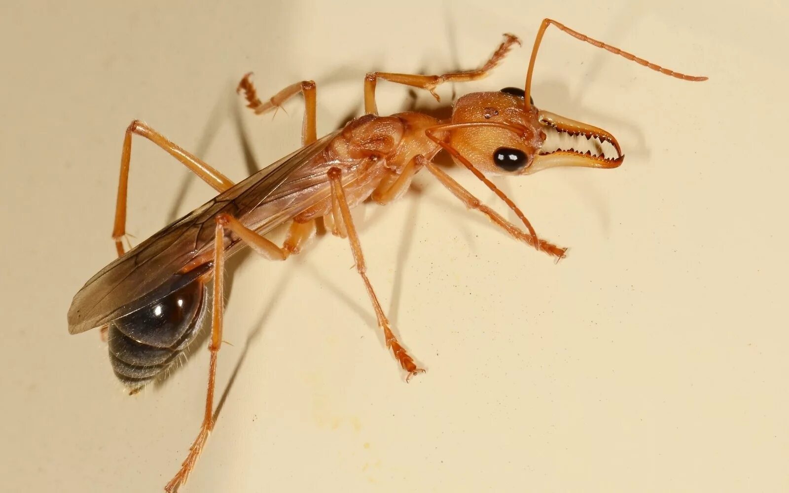 Перепончатокрылые муравьи. Myrmecia brevinoda. Самка муравья с крыльями. Насекомые муравей.