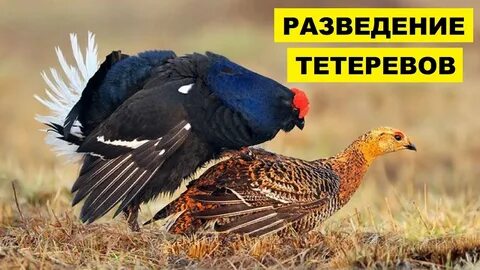 Фото самцов птиц