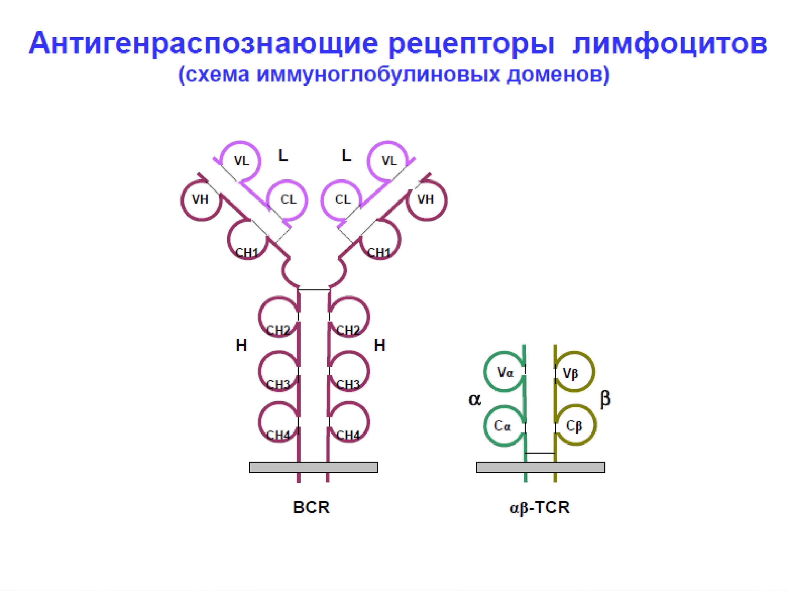 Антигенраспознающие рецепторы т и в лимфоцитов. Строение антигенраспознающего рецептора т-лимфоцитов. Антигенраспознающие рецепторы. Антигенраспознающие рецепторы. Антигенраспознающий рецептор b лимфоцитов.