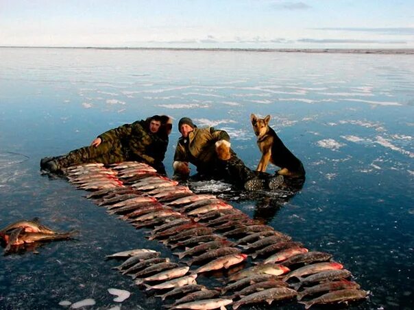 Охота и рыбалка на севере видео. Рыболовство на крайнем севере. Рыбалка на крайнем севере. Много рыбы. Горе Рыбак.
