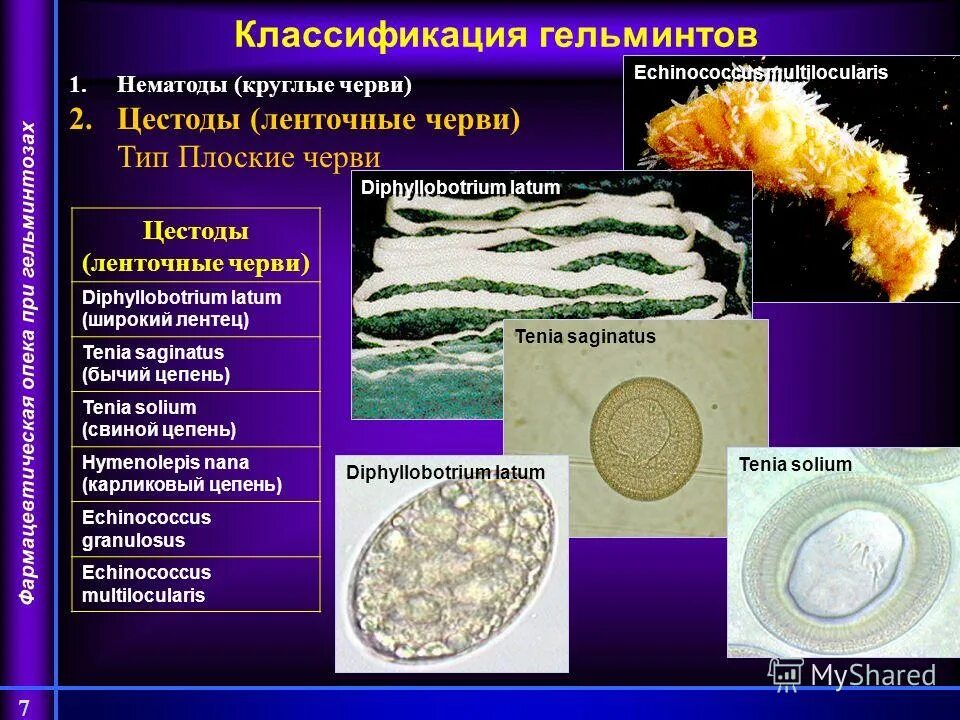 Бычий цепень тип червей круглые. Бычий цепень тип червей круглые. Свиной цепень кольчатые черви. Паразитические ленточные черви строение. Ленточные черви информация.