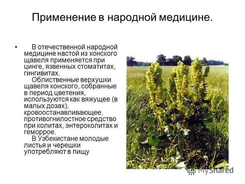Конский щавель лечебные. Щавель конский описание растения. Ревень конский щавель. Конский щавель гречишка. Щавель конский (rumex confertus).