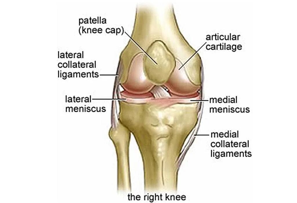 Коленный мениск анатомия. Мениски коленного сустава анатомия.