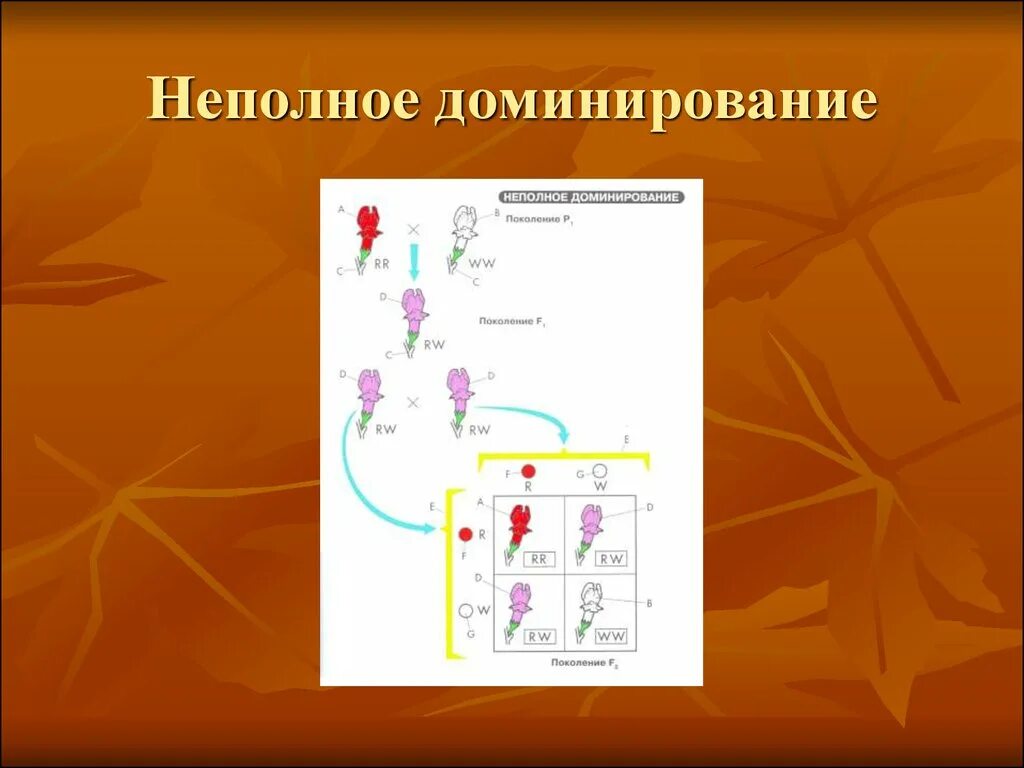 Неполное доминирование. Неполное доминирование схема. Неполное доминирование это в генетике. Закон неполного доминирования. Принцип неполного доминирования