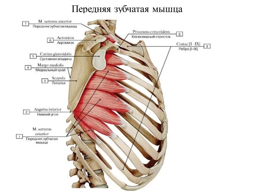 Мышцу расширяющую грудную клетку