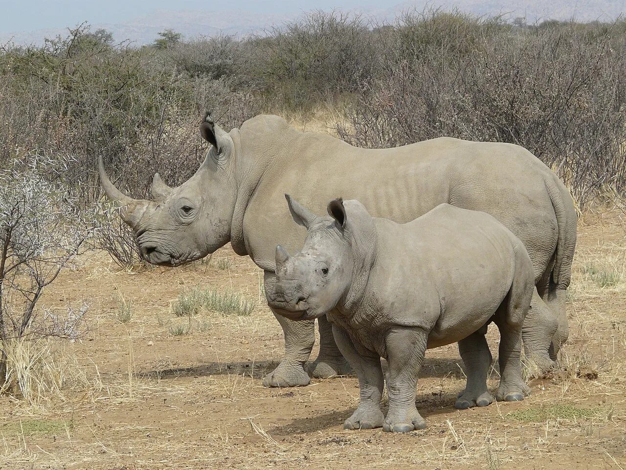 Крупные наземные млекопитающие. Южный белый носорог Ceratotherium simum simum. Африканский белый носорог. Южный белый носорог. Белый носорог в Африке.