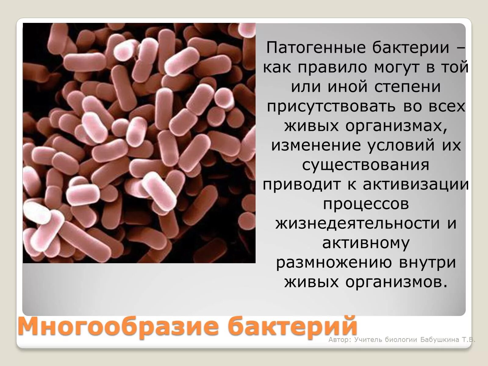 Болезнетворная бактерия 6. Болезнетворные бактерии патогенные. Патогенные микроорганизмы бактерии. Патогенными называются бактерии. Царства патогенных микроорганизмов.