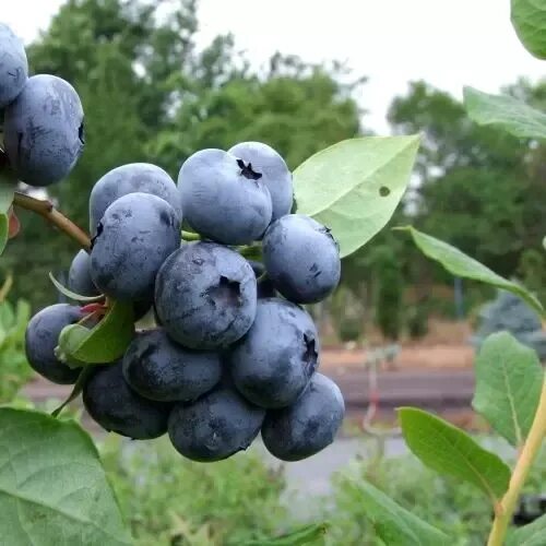 Голубика Блюкроп. Голубика сорт Блюкроп. Блюкроп куст. Саженцы голубика Гурон. Блюкроп голубика описание отзывы опылители сорта