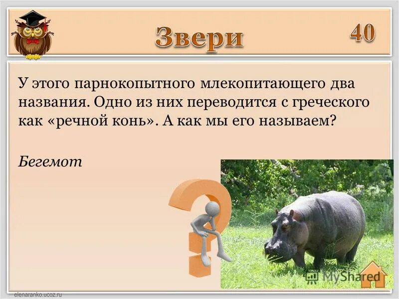 Название культурных цветов. Кистеперые рыбы и амфибии. Название какого цветка переводится как нежность. Азбука цветов 1 класс. Каким животным называют двойным.