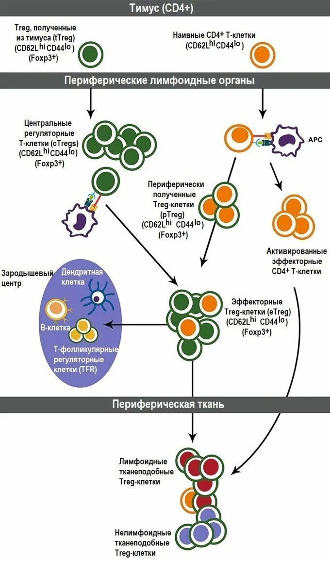 Cd4+ и cd8+ клетки. Регуляторная функция т-лимфоцитов. Понятие о cd4+-, cd17+-, treg-клетках. Маркер регуляторных cd4 т клеток. Treg клетки иммунология. Регуляторные т клетки