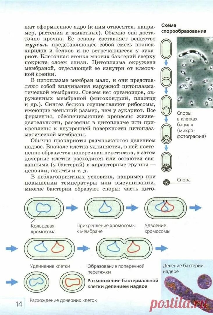 Хромосома в растительной клетке. Деление клетки бактерии. Схема деления бактериальной клетки. Бактерии 7 класс биология.