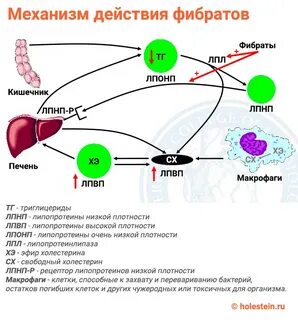 Фибраты что это за препараты