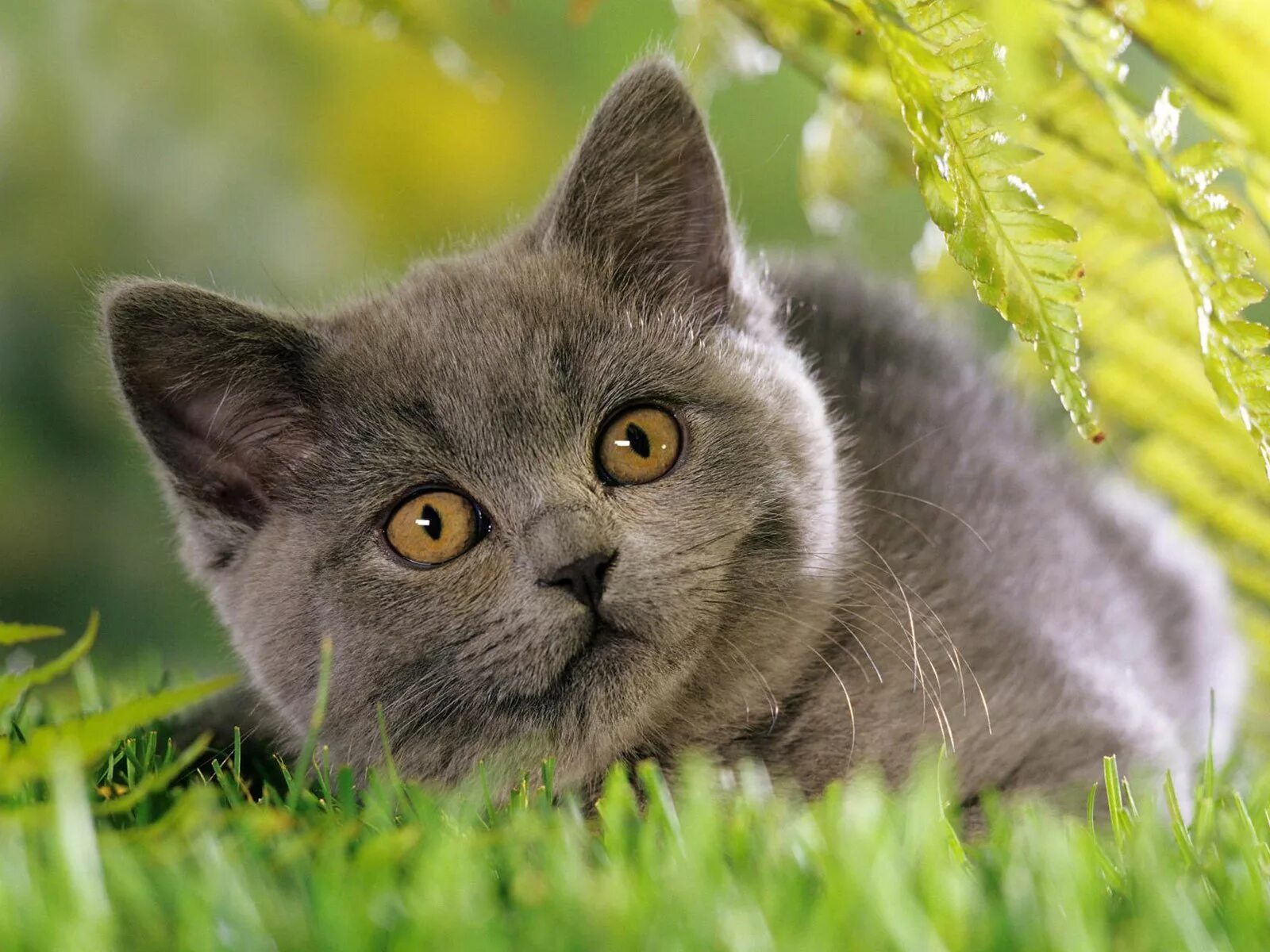 Игра серый кот. Британская короткошёрстная кошка шартрез. Скоттиш шартрез. Скоттиш шартрез котенок. Серая кошка шартрез.