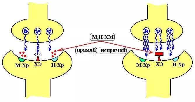 Механизм действия м холиномиметиков. Механизм действия схема м-холиномиметиков. Механизм действия н холиномиметиков схема. М-холиномиметические средства механизм действия. Мн холиномиметики механизм действия.