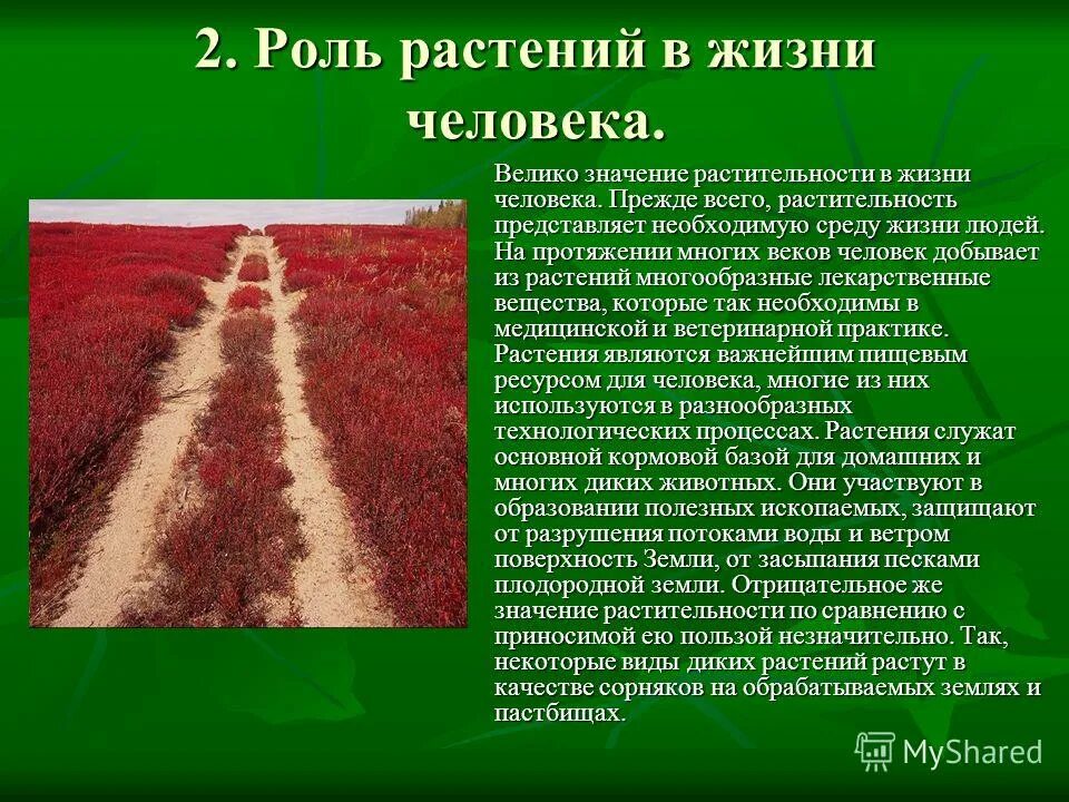 Проект значение растений в жизни человека Значение растений и животных в жизни человека
