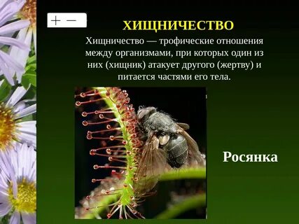 Взаимоотношения между видами живых