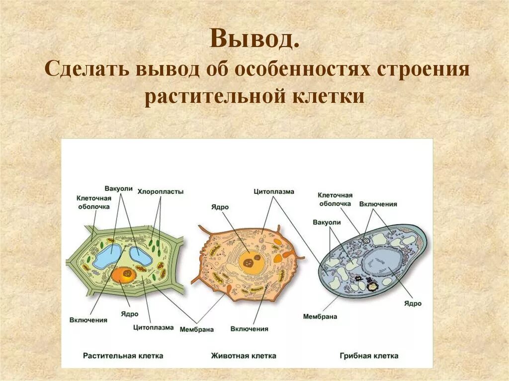 Растительная клетка вывод. Лабораторная строение клетки. Лабораторная работа строение клетки. Растительная клетка лабораторная работа. Лабораторная работа клетки животных.