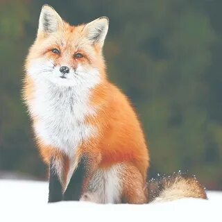 Секс қыздар жігіттерді белдікпен трахает